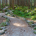 Weg im Wald